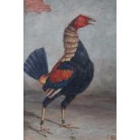 J. Box, 20th century, oil on canvas laid on board - A Fighting Cock, signed, in gilt frame, 39cm x 2