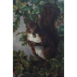 G. L. Falconer, late 19th / early 20th century, oil on board - a red squirrel in a tree, signed, in