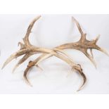 Impressive pair of 10-point antlers from the estate of Lord and Lady Mountbatten, approximately 75cm