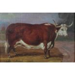 J. Box, 20th century, oil on canvas laid on board - A Longhorn Bull, signed, in gilt frame, 19cm x 2