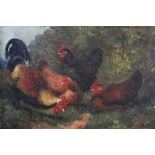 Victorian English School oil on canvas - four chickens, in maple veneered frame, 19.5cm x 24cm Pr