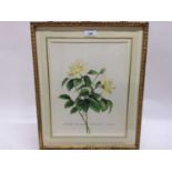 James Steinmeyer, group of seven botanical watercolours, each titled, signed and dated 1986-87, in g