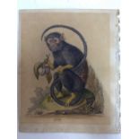 After George Edwards, antique coloured engraving of a Monkey holding plums together with two others