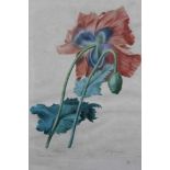 After Redoute by Langlois, two hand coloured engravings circa 1820s and one other