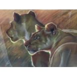 Mark Blue, contemporary, pastel on paper - Two Lions, signed, 38cm x 55cm, in glazed frame
