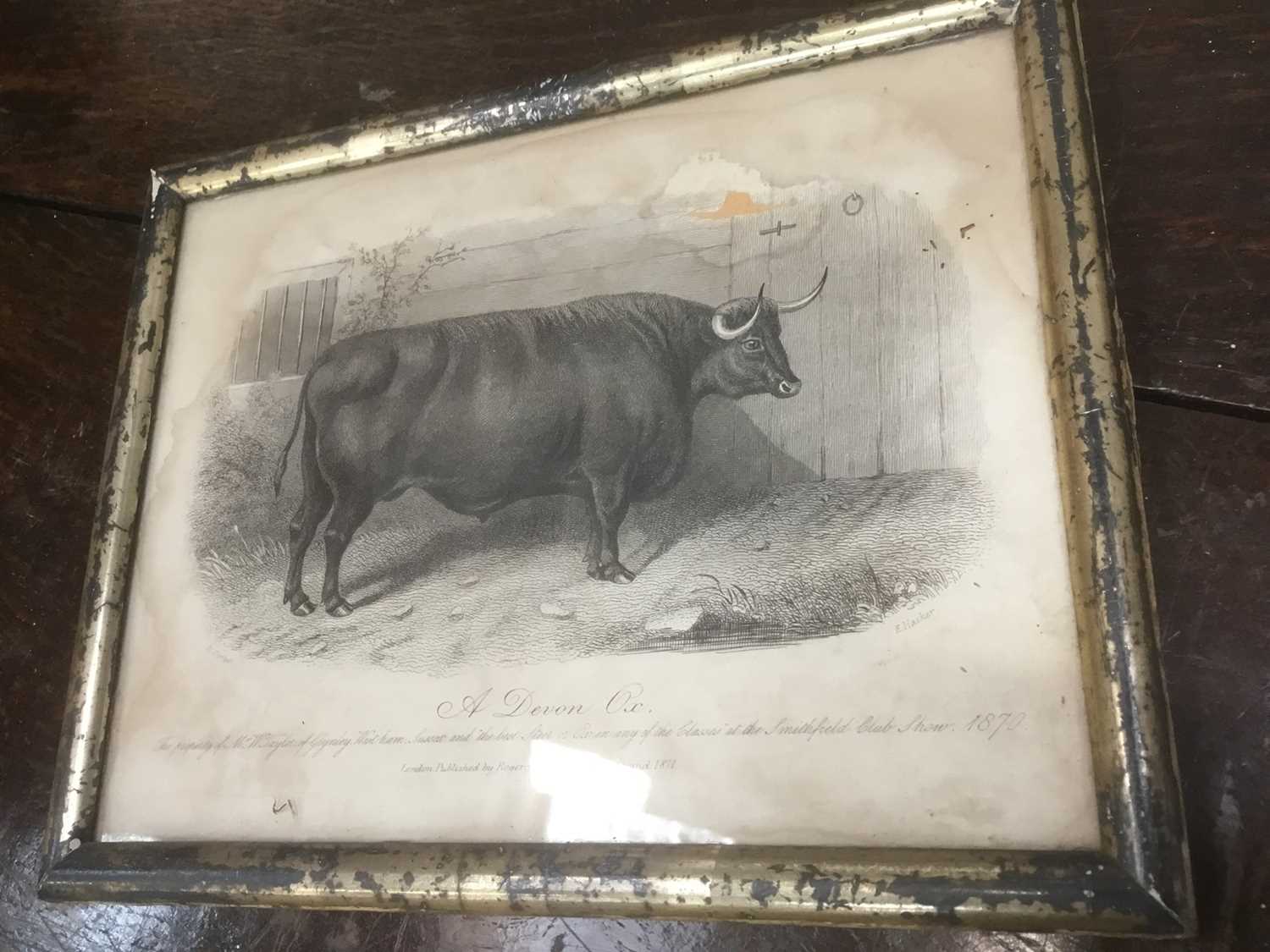 Good decorative set of ten 19th century engravings of cattle, 15 x 20cm, in glazed silvered frames