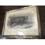 Good decorative set of ten 19th century engravings of cattle, 15 x 20cm, in glazed silvered frames