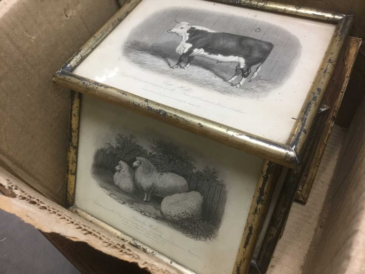 Good decorative set of ten 19th century engravings of cattle, 15 x 20cm, in glazed silvered frames - Image 5 of 5