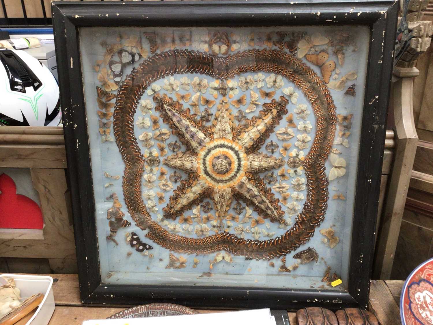 Fine late Victorian display of butterflies and moths, the cantered star motif surrounded by further