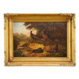 19th century English School, oil on panel, pheasants in woodland, in gilt frame