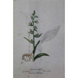 Good collection of eighteen 19th century English School pen, ink and watercolour botanical illustrat