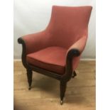 William IV tub chair with puce upholstery on ornate mahogany fluted legs and castors