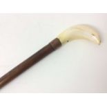 Late 19th century walking cane with heavy wooden shaft and Marine ivory handle.