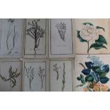 Group of mostly 19th century botanical watercolours, 18th century engravings of the same subject, al