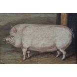 J. Box, 20th century, oil on canvas laid on board - a prize pig, signed, 29cm x 34cm, framed