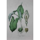 Collection of twenty-eight unframed 19th century botanical engravings and prints, some hand coloured