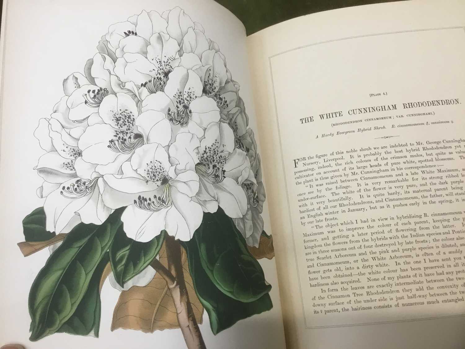 Sir Joseph Paxton - Flower Garden, Vol 1,Cassell, Petter, Galpin & Co. 1882, extensively illustrated - Image 3 of 4