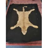 Early 20th century Leopard skin rug with black felt backing