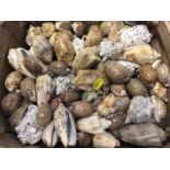 Large collection of over 100 exotic sea shells (approx 106)