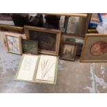 Box of pictures and prints, together with a folder of pressed common grass and weed specimens