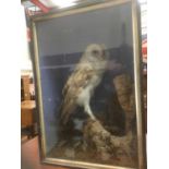 Antique taxidermy barn owl in case