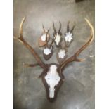 Set of deer antler mounted, together with five various German mounted antlers