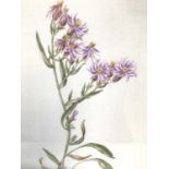 Group of five mid 19th century botanical watercolours to include 'Common Saintfoin',