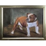 English School, oil on board, A study of an English bulldog, in gilt frame. 15 x 19cm.