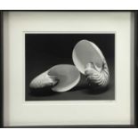 Marc Stanes (b.1963) signed limited edition silver gelatin print - Two Shells, 1/5, 33cm x 42cm, in