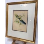 Pair of decorative John Gould bird prints in glazed gilt frames, together with another similar pair