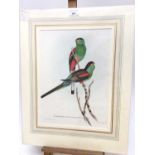 Group of six John Gould bird prints