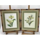 Sara Pantelias, contemporary, pair of botanical watercolours, signed and tiled, 38cm x 28cm, in faux