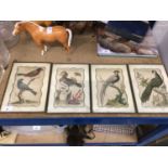 Group of twelve hand coloured engravings, mostly 18th century, bird, butterfly and botanical