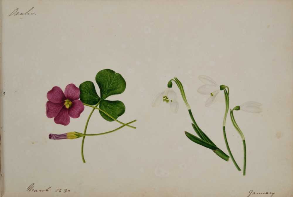 Fine Regency botanical album - Image 13 of 28