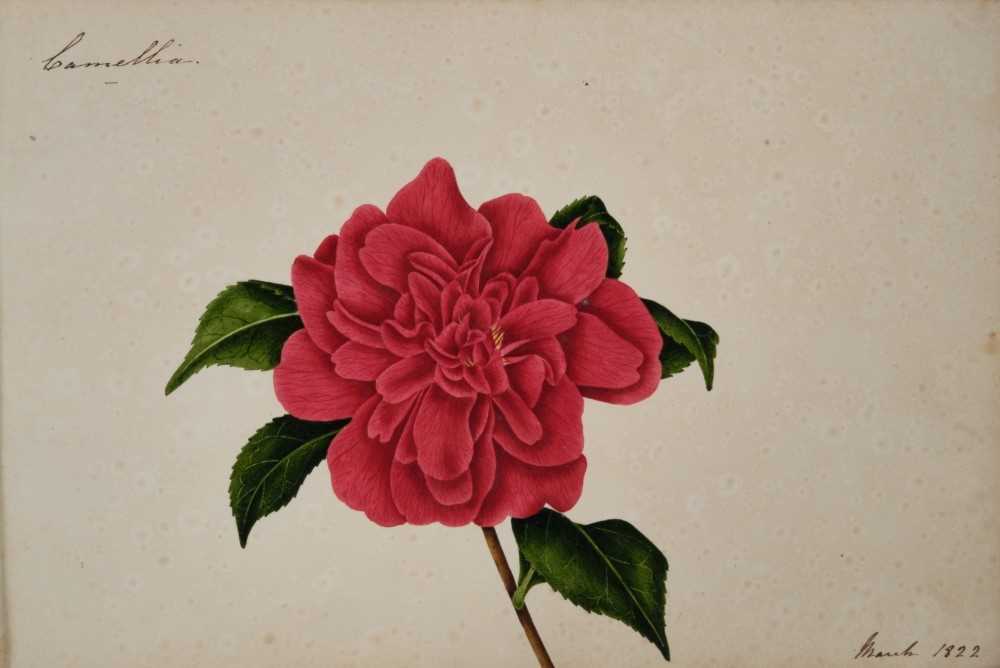 Fine Regency botanical album - Image 23 of 28