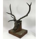 Of Sir Edwin Landseer interest: Mounted stag’s skull and antlers