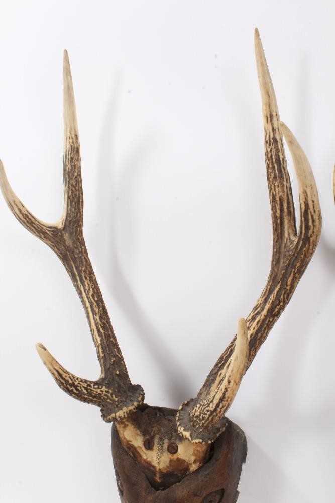 Pair of antique folk art stags heads with carved wooden head and stag horn antlers - Image 3 of 6
