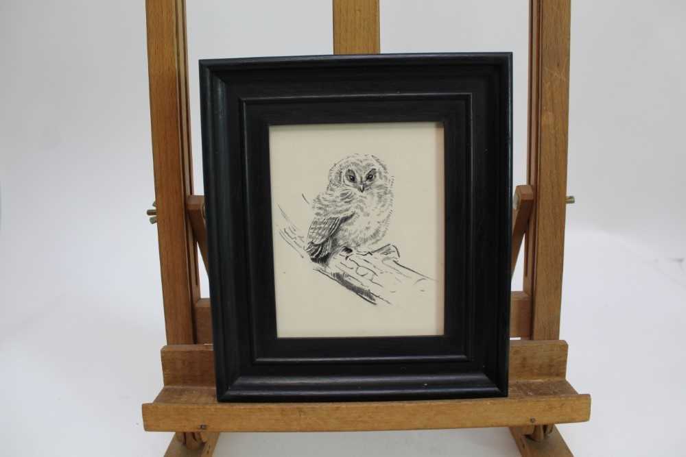 Eileen Soper (1905-1990) pencil and charcoal - Rescued Owl, in glazed frame, 14.5cm x 11.5cm Prove - Image 2 of 4