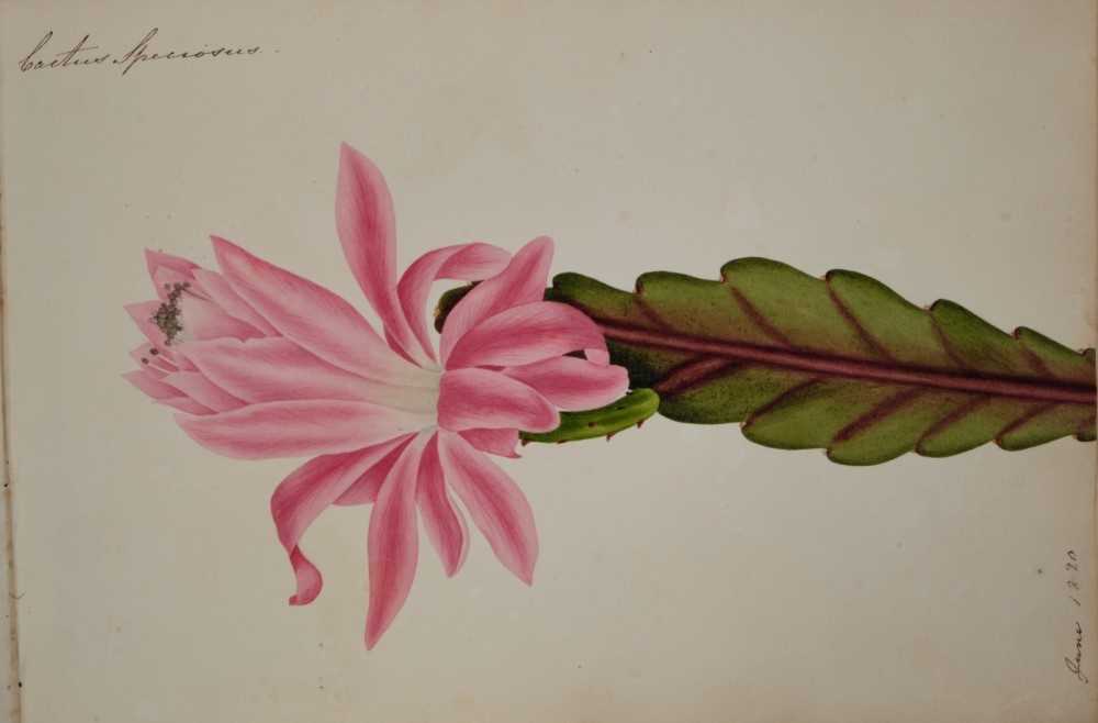 Fine Regency botanical album - Image 17 of 28