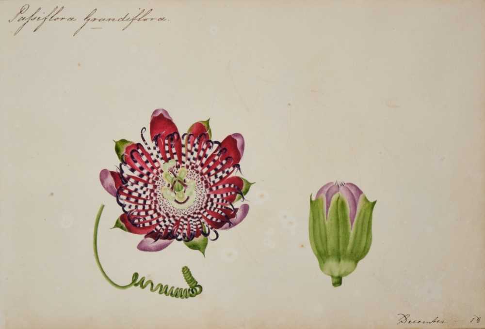 Fine Regency botanical album - Image 5 of 28