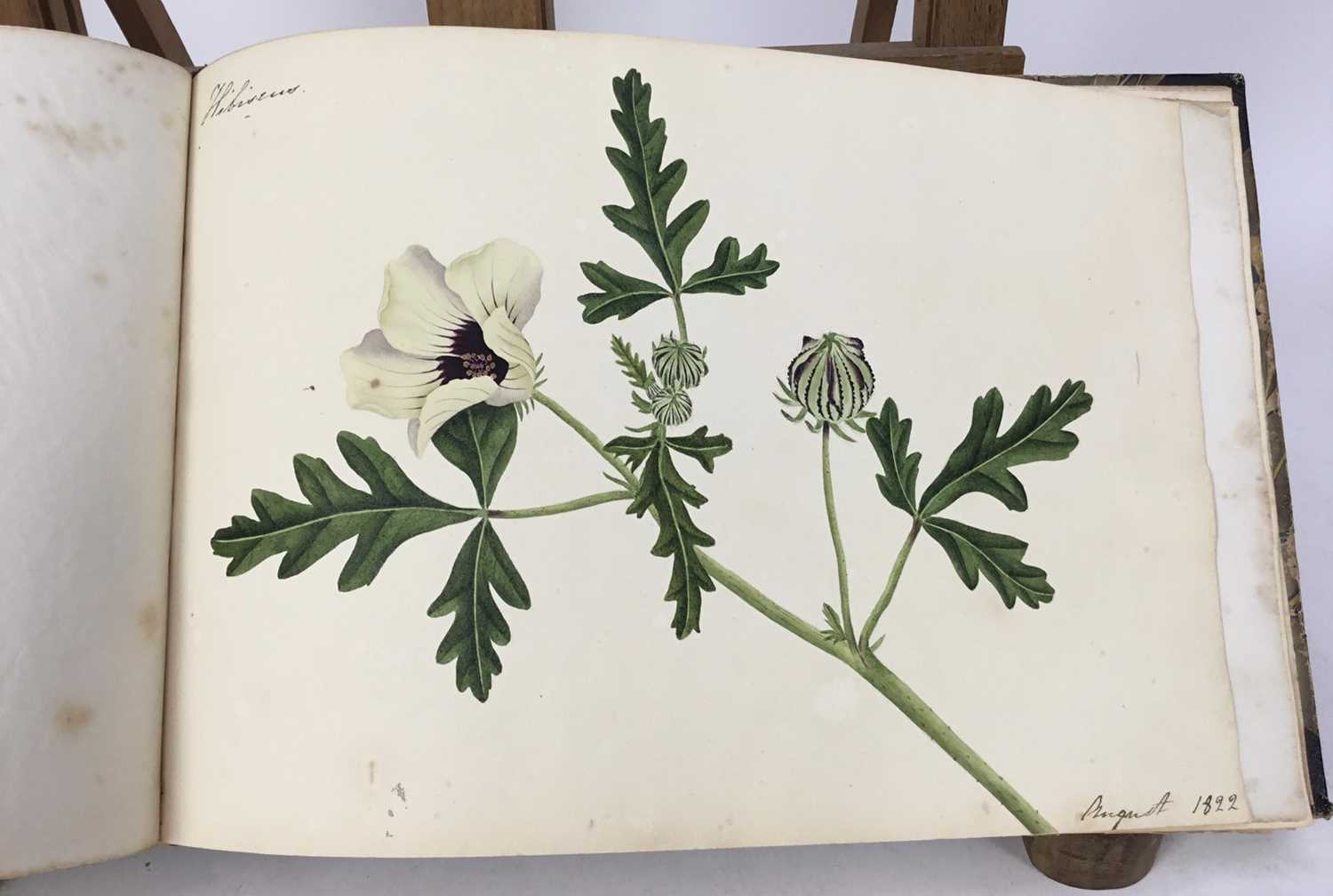 Fine Regency botanical album - Image 25 of 28