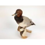 Common Pochard mounted on naturalistic wooden base