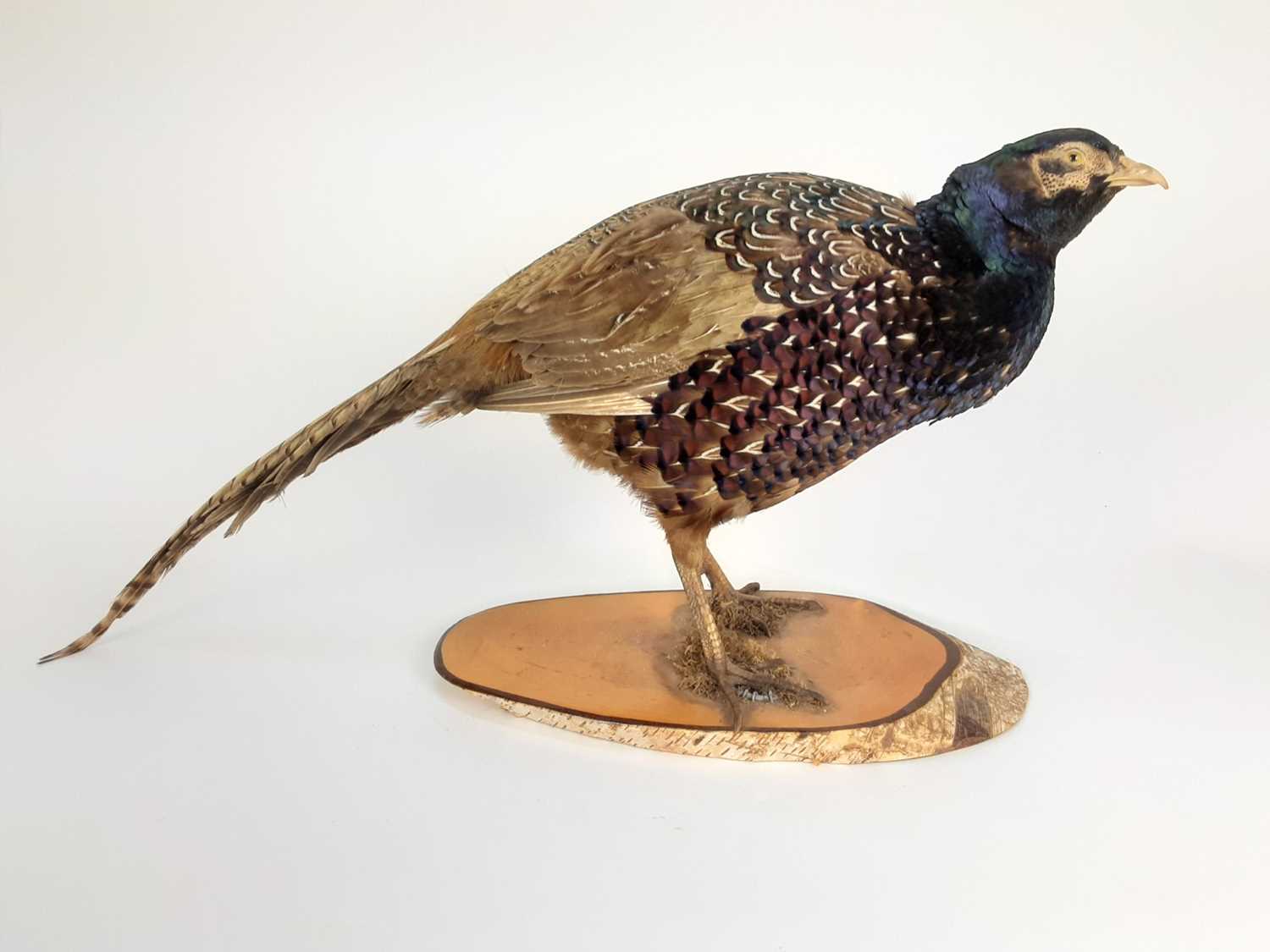 Cock Pheasant mounted on a cross section of silver birch