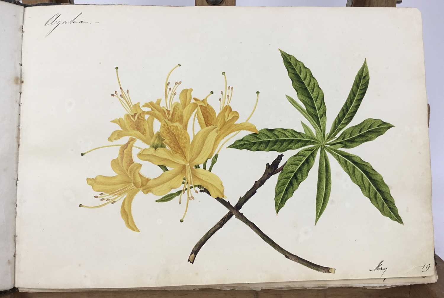 Fine Regency botanical album - Image 28 of 28