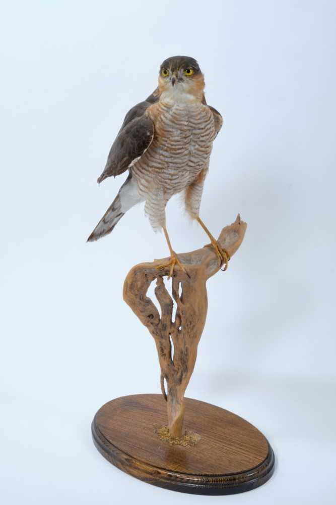 Male Sparrowhawk on naturalistic perch mounted on oval oak base