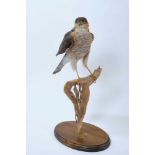 Male Sparrowhawk on naturalistic perch mounted on oval oak base