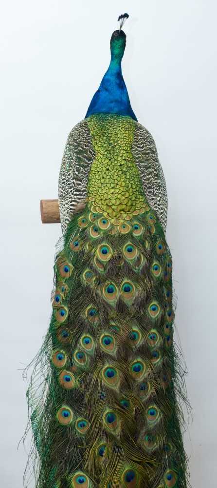 Impressive stuffed Peacock mounted on a mahogany torchère stand - Image 3 of 4