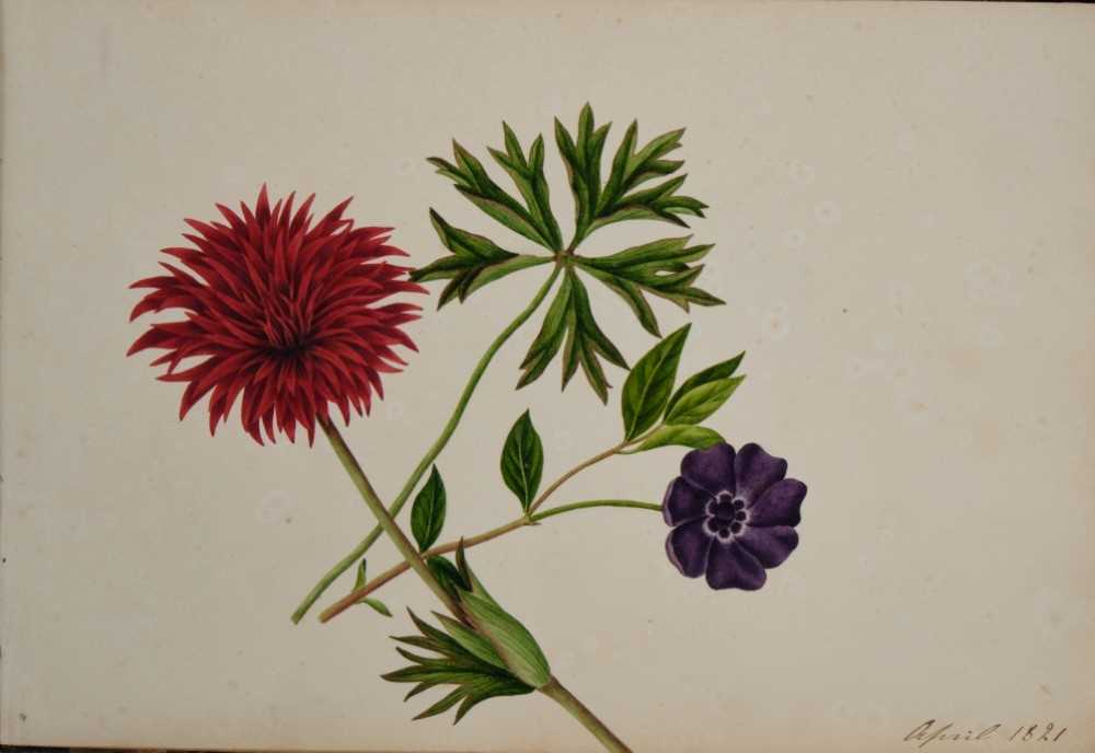 Fine Regency botanical album - Image 14 of 28