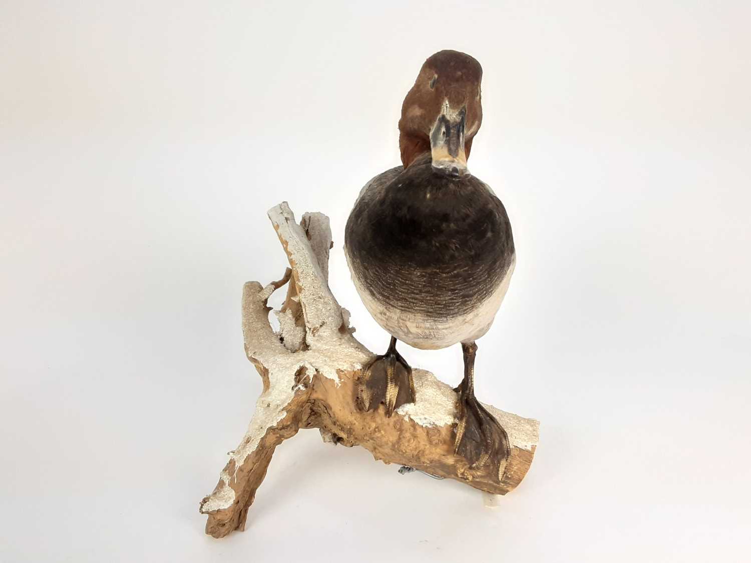 Common Pochard mounted on naturalistic wooden base - Image 2 of 4