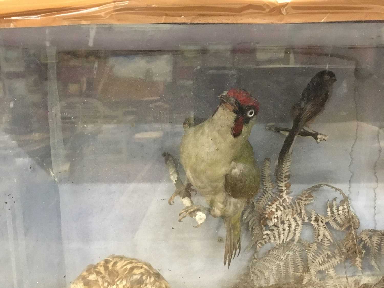 Display of six birds within naturalistic setting in glazed case - Image 4 of 5